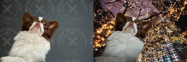 Перенос объекта с одного фото на другое Образец фотомонтажа с заменой заднего фона