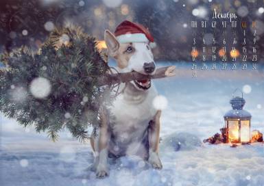 Образец фотомонтажа - календарь на декабрь с бультерьером